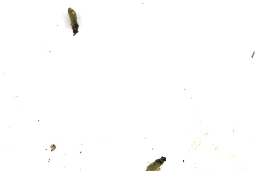 Image 14